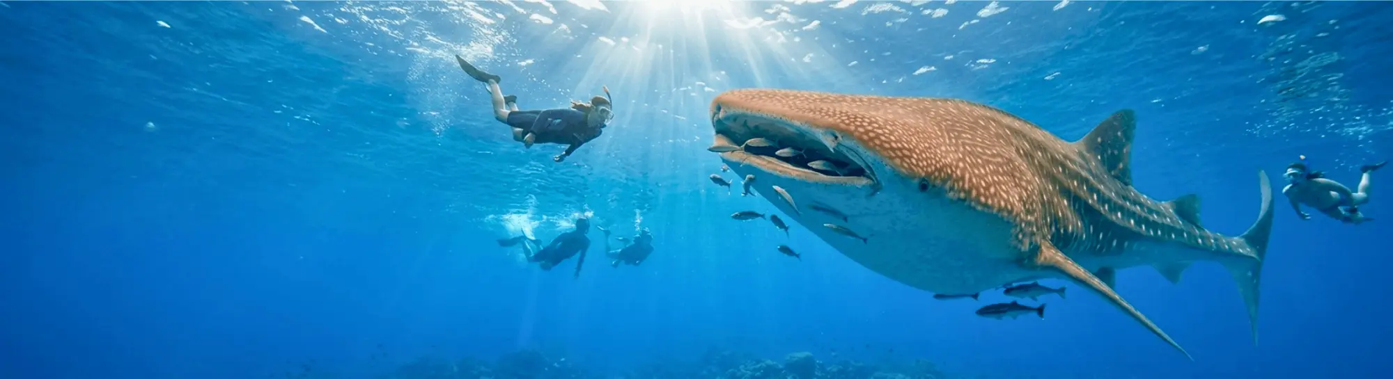 Whale shark snorkeling tour