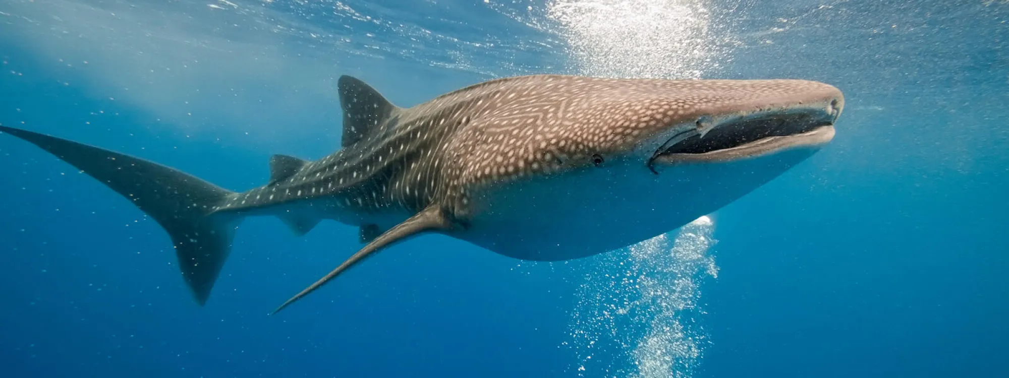 Whale shark adventure