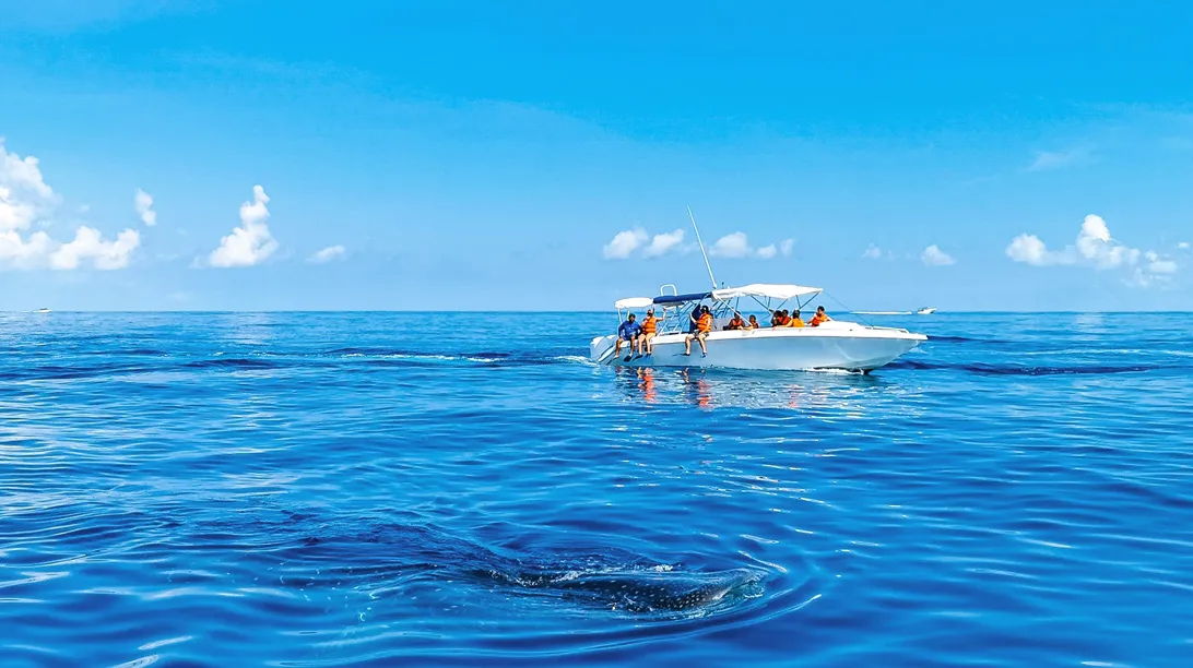 Boat tour to swim with whale sharks in Riviera Maya
