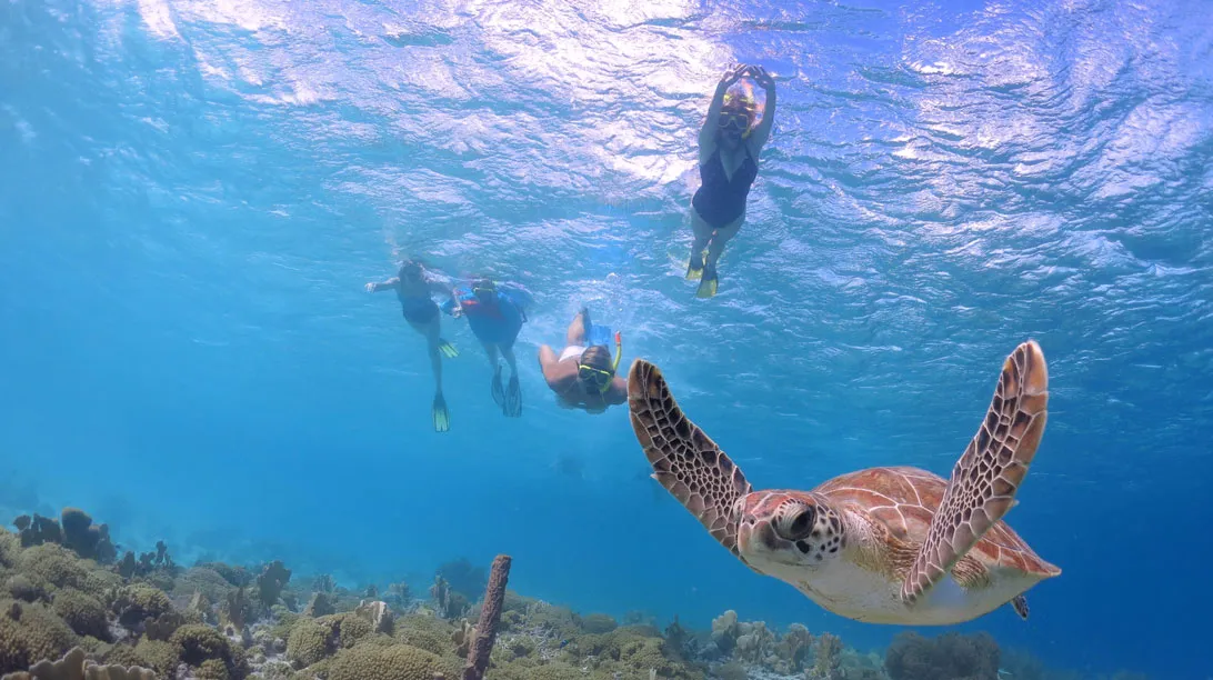 Nado con tortugas más Tulum