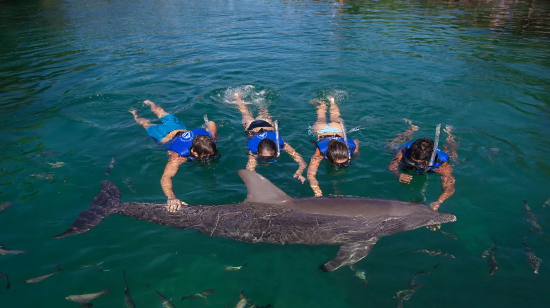 DOLPHINCLUSIVE INTERAX + XEL HA