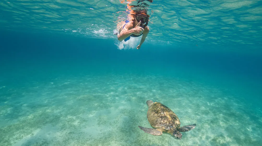 Cenote y nado con tortugas express