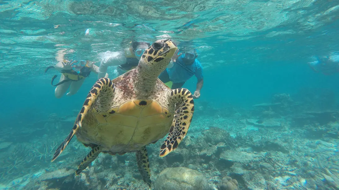 Cenote y nado con tortugas express