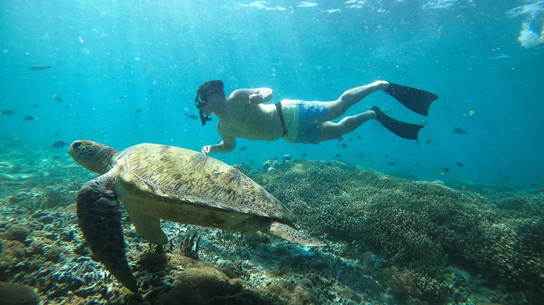 Nado con tortugas más Tulum