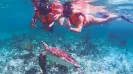 UNDERWATER WORLD TURTLES