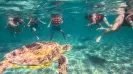 Sea Turtle snorkel express