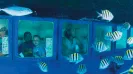 PARADISE ADVENTURE SUBSEE + SNORKEL