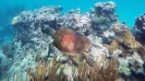 UNDERWATER WORLD TURTLES