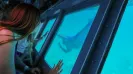 GLASS BOTTOM BOAT - PARADISE SUBSEE