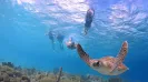 Nado con tortugas más Tulum