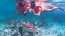 UNDERWATER WORLD TURTLES