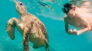 Sea Turtle snorkel express