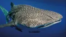 Swim Along Whale Shark in Cancun, Mexico – The Ultimate Tour