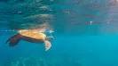Sea Turtle snorkel express