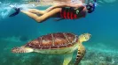 Sea Turtle snorkel express