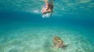 Cenote y nado con tortugas express