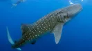 Swim Along Whale Shark in Cancun, Mexico – The Ultimate Tour