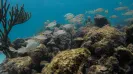 TULUM ADVENTURE CAVERN AND YALKU