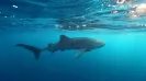 Swim Along Whale Shark in Cancun, Mexico – The Ultimate Tour