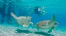 Sea Turtle snorkel express