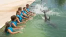 AQUARIO CANCUN DELPHINUS INTERAX