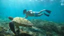 Nado con tortugas más Tulum