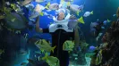 Swim with dolphins couple special promo