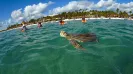 Sea Turtle snorkel express