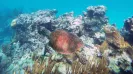 UNDERWATER WORLD TURTLES