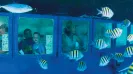 GLASS BOTTOM BOAT - PARADISE SUBSEE