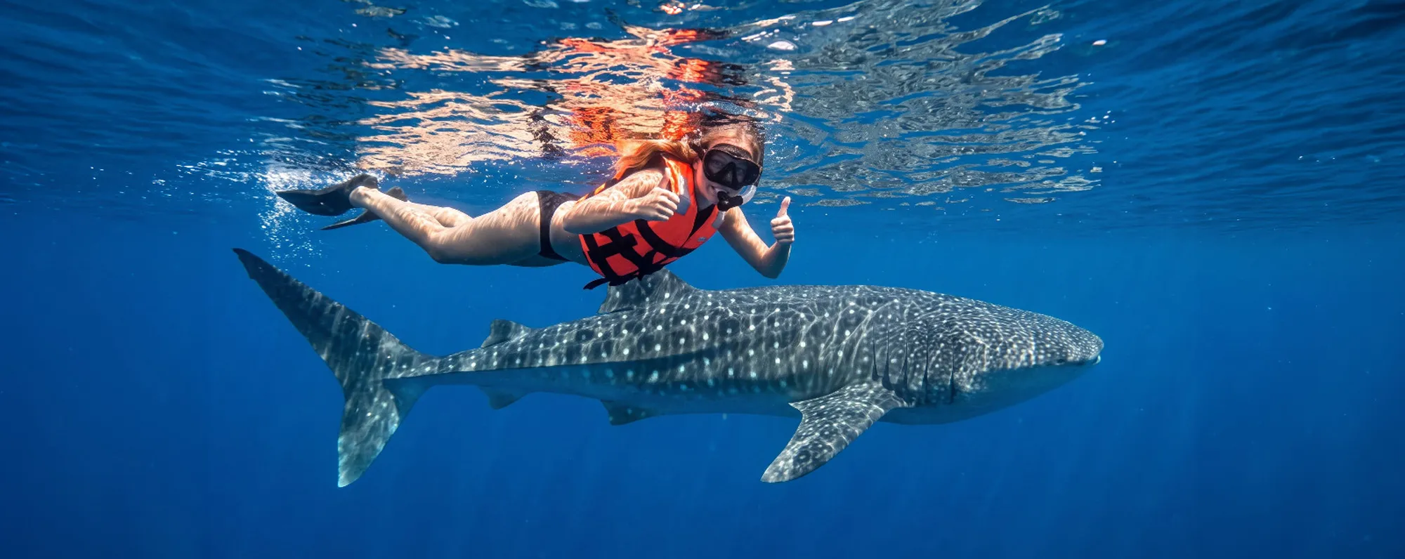 Swim with whale sharks in Cancun during whale shark season