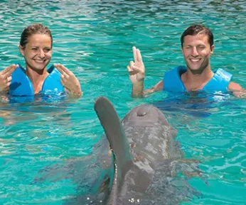 Swim with dolphins couple special promo