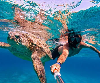 Snorkel con Tortugas Marinas