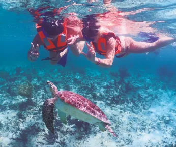 UNDERWATER WORLD TURTLES