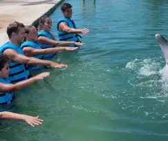 CANCUN AQUARIUM DELPHINUS PREMIUM