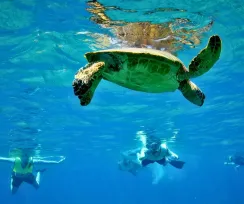 Sea Turtle snorkel express